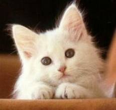 imagesCA596BUY